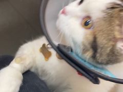 -凯特喵百思猫专科医院