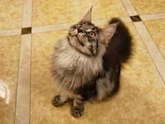 -猫大福·Fortune Cat猫舍(百子湾店)