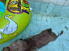 -帕帕拉兹宠物(亚洲旗舰店)