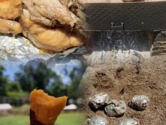 -海堤葡萄园中小学生研学基地