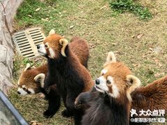 -灵玲国际马戏城