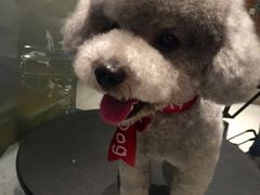 -Oh My Dog宠物沙龙(伊珊娜皮毛护理店)