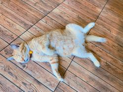 -上海交通大学医学院附属上海儿童医学中心(陆家嘴总院区)