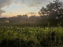 -鉴湖国家城市湿地公园