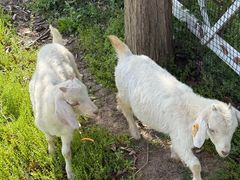 -前小桔亲子创意农场·草莓采摘·露营烧烤