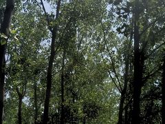 -合肥滨湖国家森林公园