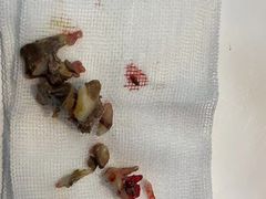 -拜鲁耶动物诊疗中心·宠家动物医院