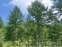 -塞罕坝国家级自然保护区