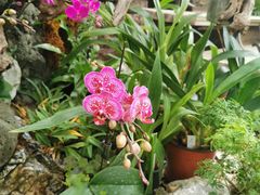 -北京植物园-展览温室