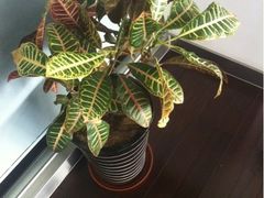 -上海星瀚奔驰4S店(红柳路店)