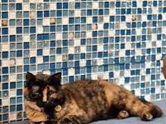 -Sirena海妖日咖夜酒