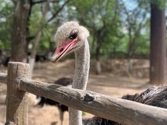 -青藏高原野生动物园