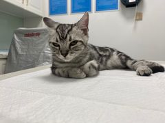 -可蒙动物医院·猫科·骨科中心(首义路店)