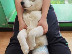 -Husky Go! 哈士奇体验馆·宠物咖啡厅狗咖