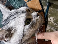 -猫猫幼稚园·撸猫·桌游·电玩