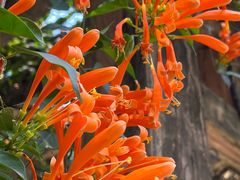 -火炉山森林公园