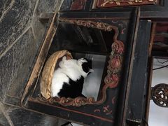 Anne猫窝咖啡屋-Anne猫窝咖啡屋
