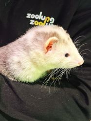 -Zoolung Zoolung动物主题公园(海信广场店)