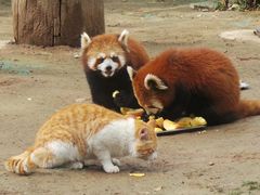 -西安秦岭野生动物园