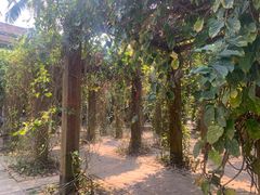-中国科学院西双版纳热带植物园