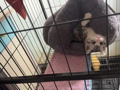-lincat·猫舍(广州店)