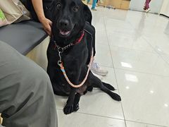 -美联众合动物医院·24h京西诊疗中心