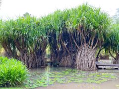 -中国科学院西双版纳热带植物园