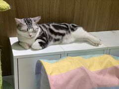 -COLOR PETS 撸猫馆·购猫·猫咖(长风大悦城店)