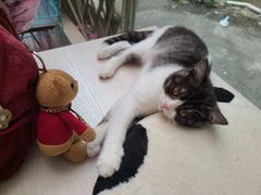 -猫咪派对(江南西店)