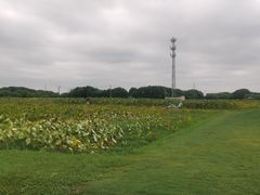 -嘉北郊野公园