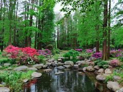 -上海共青森林公园