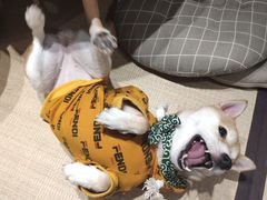 -逗柴咖啡屋·狗咖猫咖宠物桌游