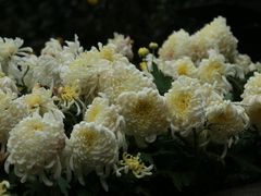 -南山植物园