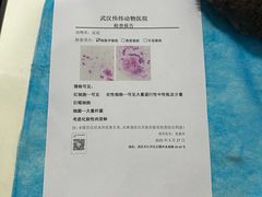 -伟伟宠物医院·CT影像中心·瑞派犬猫综合性门诊(汉口总院)