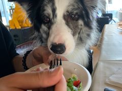 -百好乐宠物友好餐厅(朝外大街店)