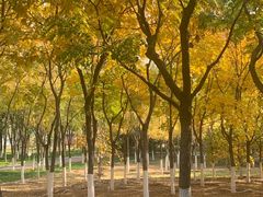 -大兴滨河森林公园