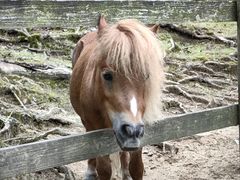 -神户市立六甲山牧场