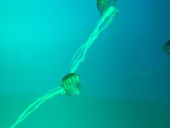 -福州罗源湾海洋世界旅游区