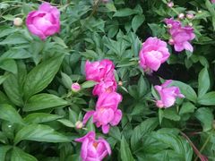 -长春公园(普阳街道)