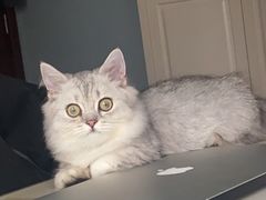 -京和风食堂·定食寿喜锅(保利樾广场店)