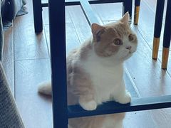 -爱侣宠医·鹦鹉专科·小型哺乳类·异宠专科(灵石路店)