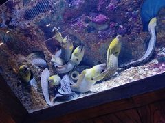 -新白鹿餐厅(银泰西湖文化广场店)