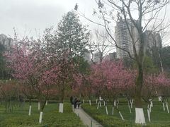 -龙头寺公园