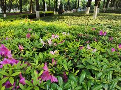 -重庆市江北嘴中央商务区中央公园