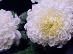 -杭州植物园