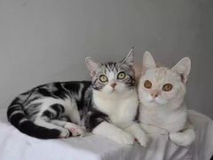 -Bastet sally猫舍购宠(静安店)
