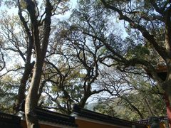 -普陀山风景名胜区-法雨禅寺