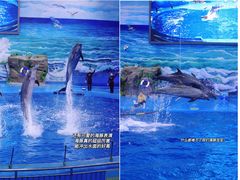 -多彩贵州城极地海洋世界