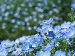 -花开海上生态园