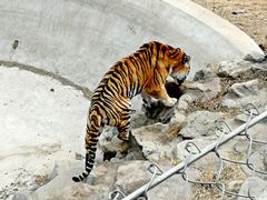 -石家庄市动物园